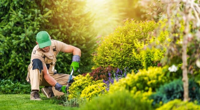 6 conseils indispensables pour protéger vos plantes du froid et