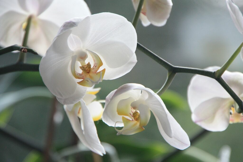 orchidée à feuille blanches