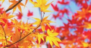 Plantes pas tailler automne