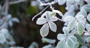 Variétés plantes hiver floraison printemps