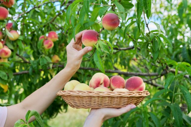 planter arbres janvier récolte abondante été