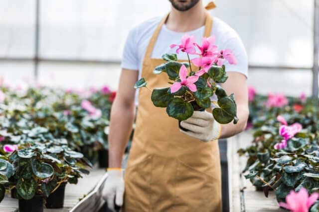 plante vit 25 ans sans entretien cyclamen