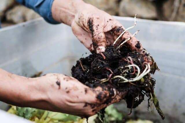 améliorer compost printemps