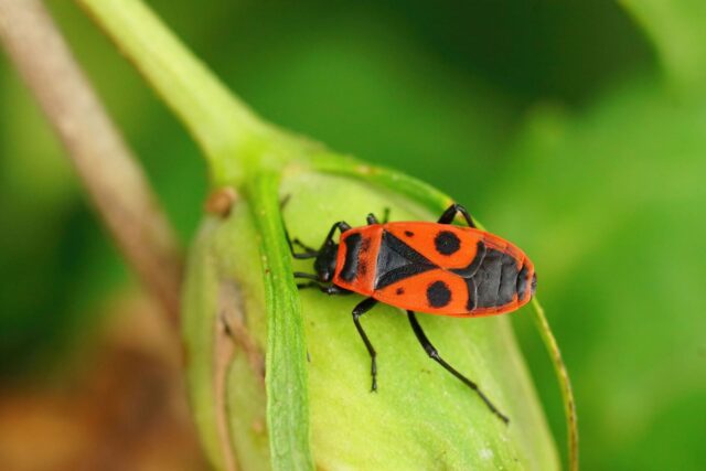 connaitre insectes gendarmes