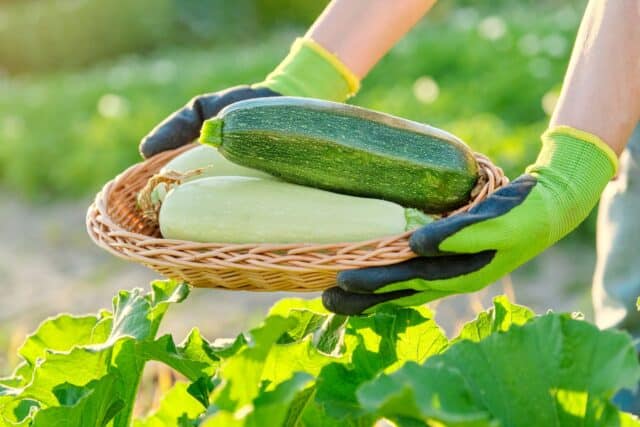 planter semis courgettes