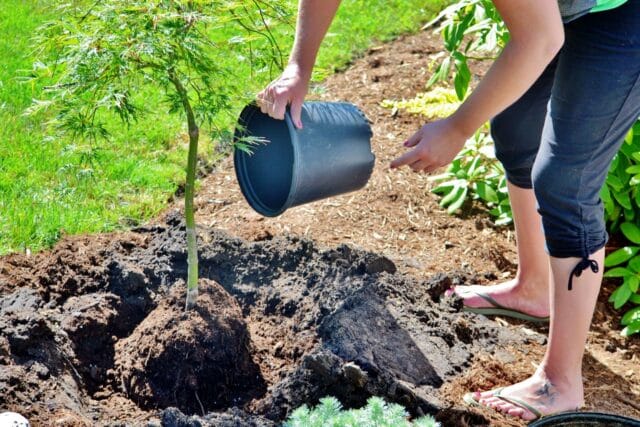 planter arbre jardin