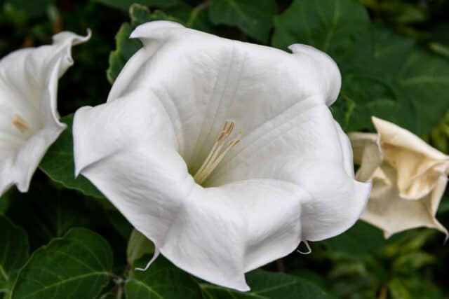 dangers datura plante hallucinogène