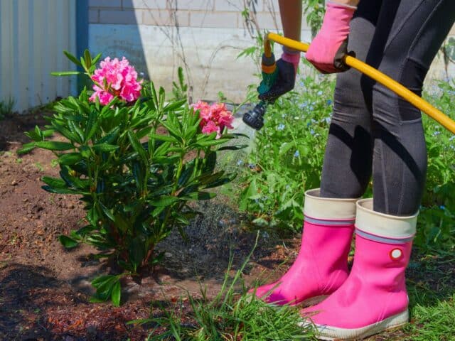 periode planter rhododendron