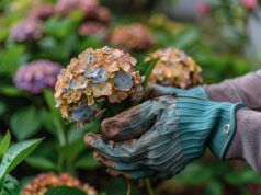 hortensias qui meurent