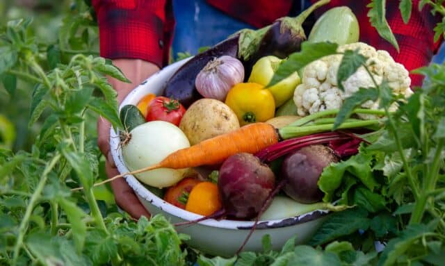 légumes faciles cultiver