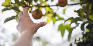 législation cueillette fruits voisin