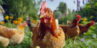 Laisser vos poules en liberté dans le jardin : quelles sont les restrictions légales à connaître ?