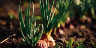 floraison précoce jardin janvier